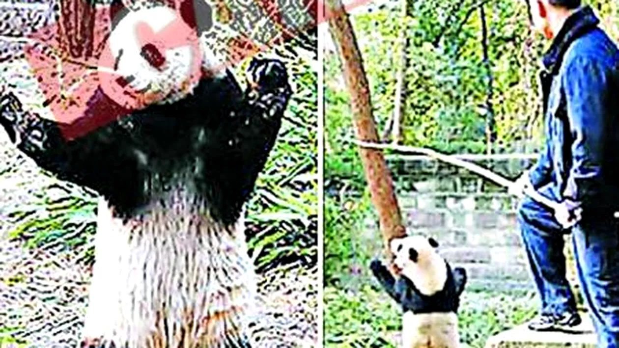 DVD-uri cu lectii de sex pentru panda