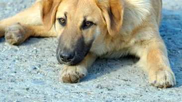 Un caine a fost condamnat la moarte prin lapidare, intr-un tribunal din Ierusalim!