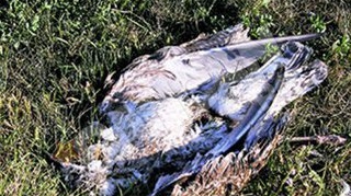 Directorul ANSV: "Cazul pescarusilor morti de la Lacul Morii este cercetat, cel tarziu vineri vom avea rezultatul analizelor de laborator"