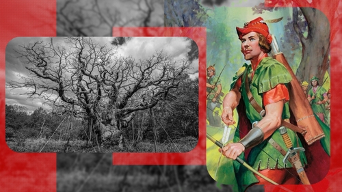 Un simbol al Marii Britanii s-a stins. Copacul în care s-ar fi ascuns Robin Hood s-a uscat de tot, după 12 secole