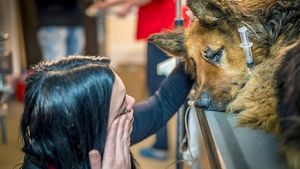 Acest câine maidanez a fost mutilat cu atât de multă cruzime, încât povestea a lăsat pe toată lumea în lacrimi! Cel din spatele atacului a fost numit „Măcelarul din Bucureşti“