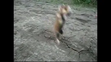 Un hamster dur se da in spectacol! Uite cum se da peste cap