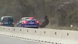 Urs lovit de două mașini, pe DN1, în dreptul localității Cornu. Animalul a fugit în pădure în urma impactului | VIDEO