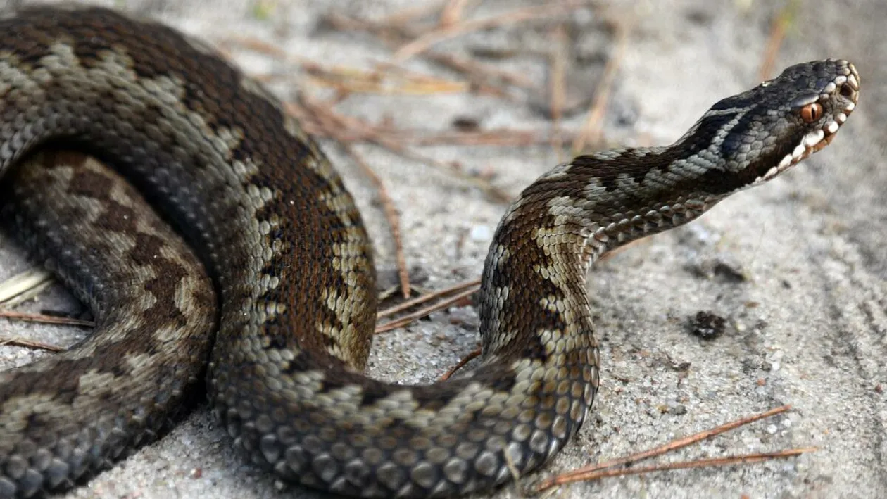 A trăit șocul vieții! Un bărbat din Suceava a fost mușcat de o viperă. Ce trebuie să faci, dacă treci prin această situație