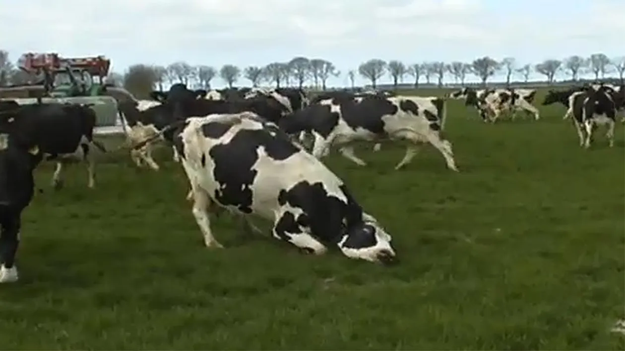 Mi s-a facut pielea de gaina! Cel mai tare video al primaverii! Cum reactioneaza o cireada la prima iesire la pasune dupa iarna!