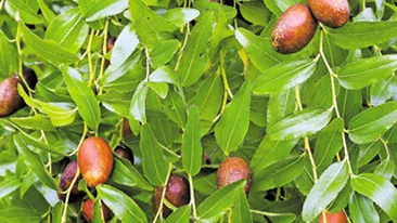 Ziziphus, fructul medicament! Virtutile terapeutice ale Curmalului Chinezesc