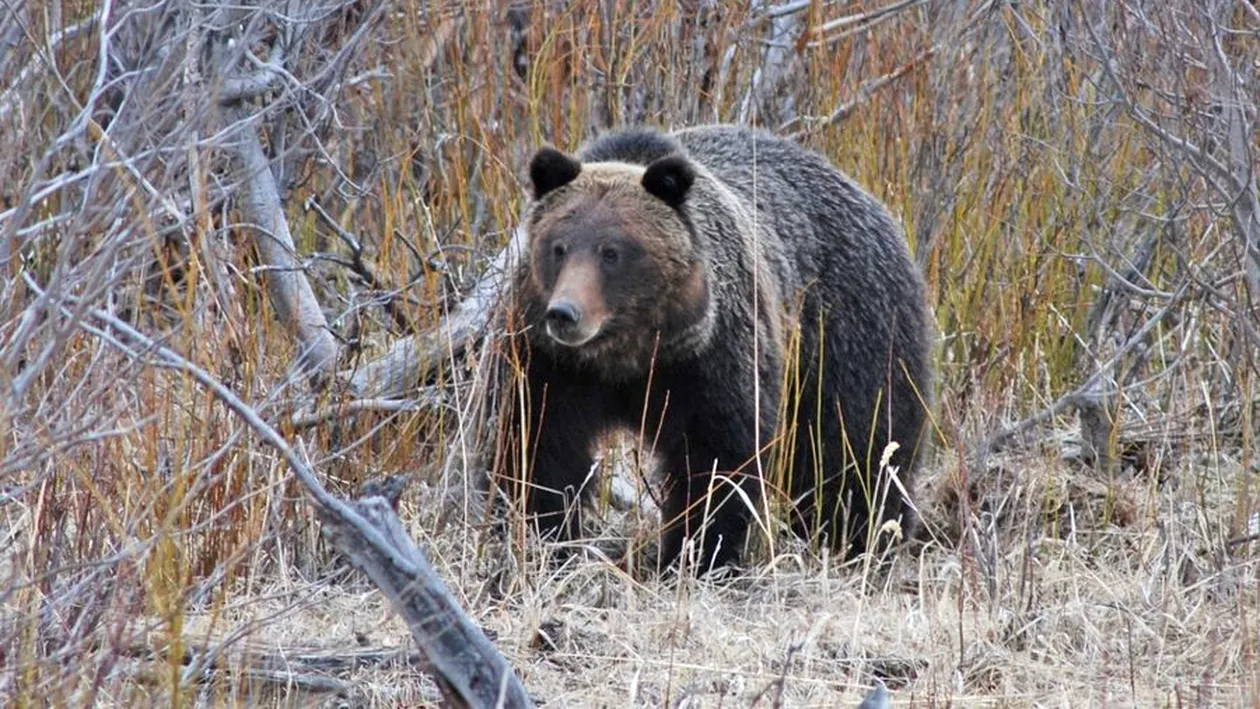 Un urs a fost accidentat mortal pe Autostradă, în județul Sibiu