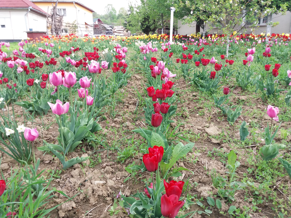 Măriuca nu vinde lalelele, doar se bucură de cum arată