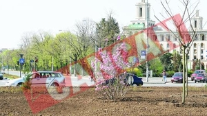 Romanii au furat magnoliile plantate pentru Bush si Putin