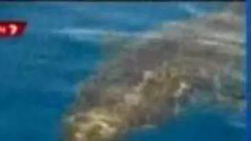 VIDEO Un rechin de cinci metri a atacat violent o barca cu pasageri in Australia