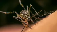 Virusul West Nile face încă 5 victime în ultima săptămână! Cele mai multe decese s-au înregistrat în București