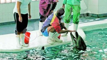 Ni-Ni si Pei-Pei, prea mici pentru imperechere! Chen-Chen va fi inseminata cu sperma adusa din Africa de Sud