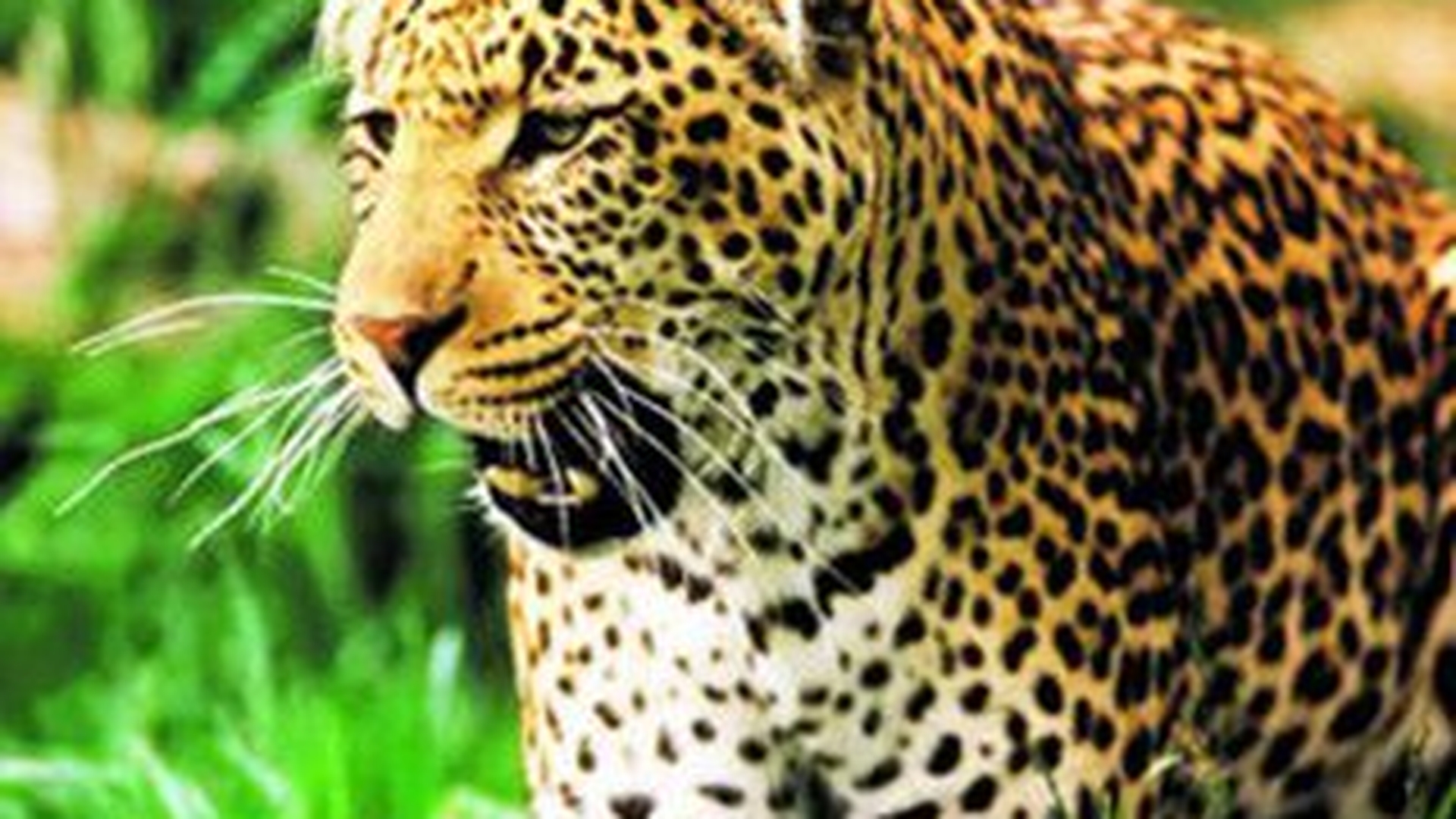 Un jaguar a evadat si a atacat un cal