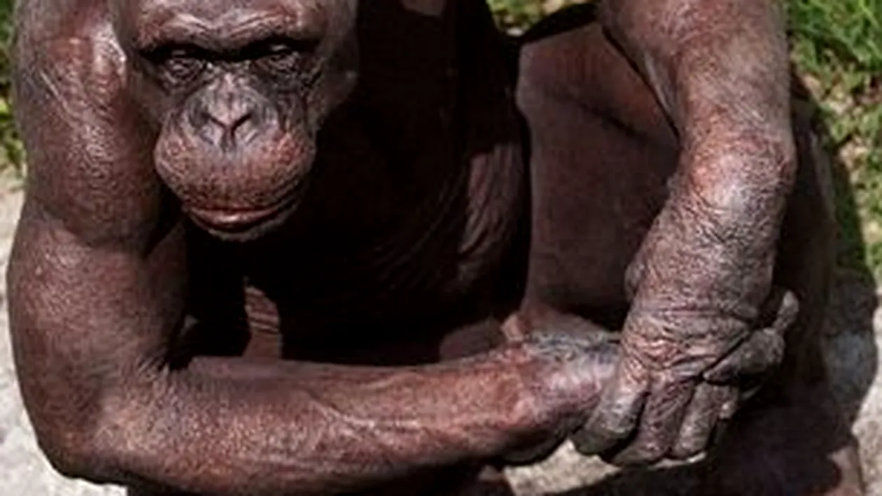 VEZI AICI Cimpanzeul chel care stropeste oamenii cu fecale!