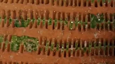 Imagini impresionante! Mii de morminte din Brazilia, săpate pentru victimele COVID-19, filmate cu drona. VIDEO
