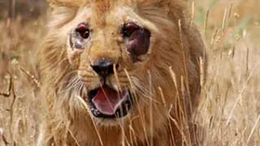 FOTO SOCANT! Leu de la circ aproape orbit de o infectie la ochi!