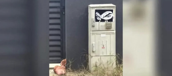Scandalul capului de porc din Tunari ia o turnură neașteptată! Un consilier AUR recunoaște tot