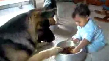 VIDEO demential! Un copil de un an si un caine lup se bat pe mancarea animalului. Vezi ce a iesit!