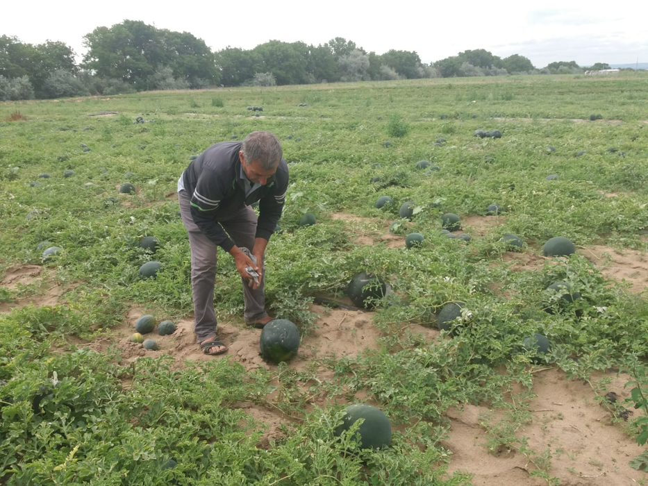 Cultivatorii din Dăbuleni au început recoltarea pepenilor cu o întârziere de trei săptămâni