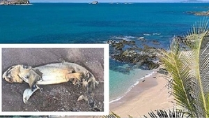 O creatură misterioasă, adusă pe o plajă din Australia! Oamenii sunt îngroziţi de animalul care are un cap "plat şi rotund"