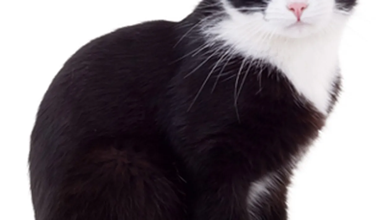 Atentie, au aparut pisicile turbate! Primaria strange animalele de pe strazile din Targoviste!