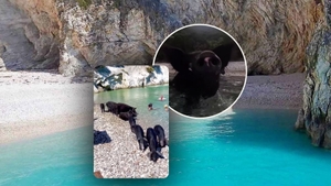 Unde se află „Insula Purcelușilor”, locul în care poți înota alături de porci sălbatici. Peisajele sunt ca în paradis!