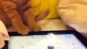 VIDEO Ai pisica si iPad acasa? Uite cum te poti distra cu ele!