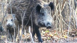 Alertă în Vaslui! Pestă porcină africană, descoperită la mistreții din două fonduri de vânătoare