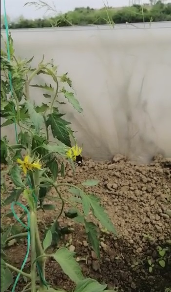 Fermierii se bazează, mai nou, pe bondari pentru polenizare