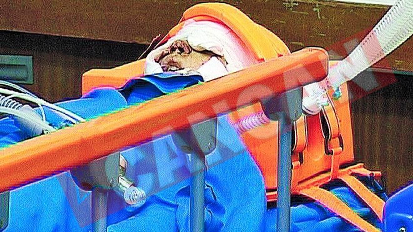 Copil sfasiat de cainele vecinilor