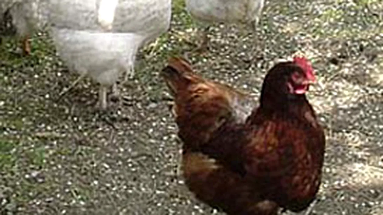 Doi adolescenti si un copil de 9 ani au batut o batrana ca sa-i fure gainile