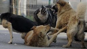 Copil de 9 ani, sfâșiat de maidanezi, în Grădina Publică din Bârlad, chiar sub ochii mamei!