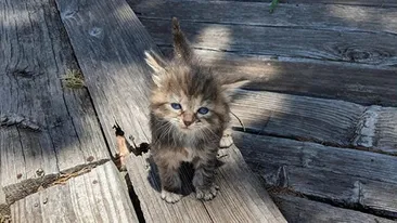 Iluzie optică virală | Tu câte pisici vezi în această poză?