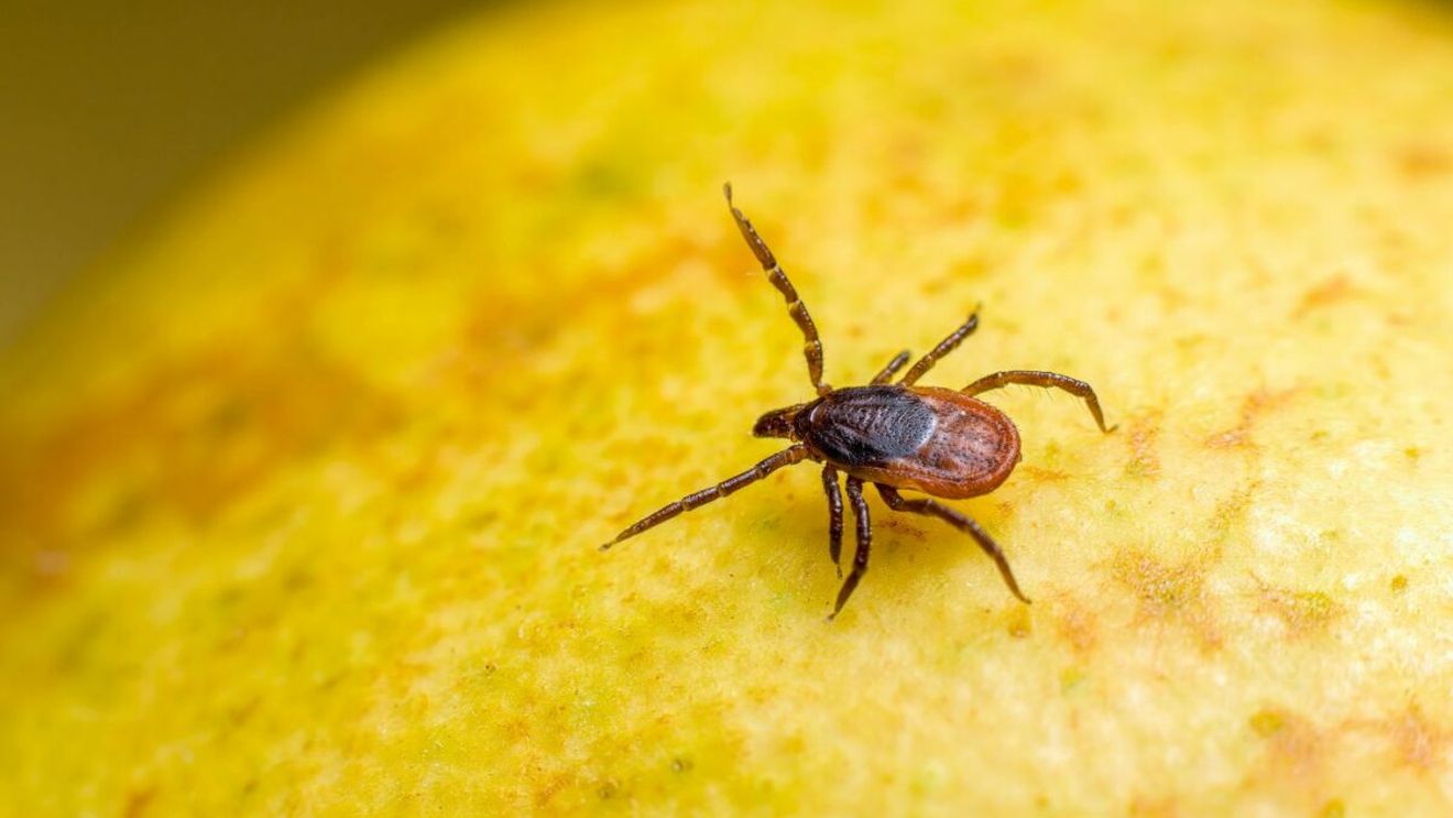 Cum prinzi căpușele înainte să se urce pe tine, la iarbă verde. Trucul util pentru părinți și copii