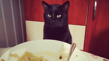 Ce poate păți pisica ta dacă, din greșeală, mănâncă cartofi prăjiți. Simptomele care apar imediat