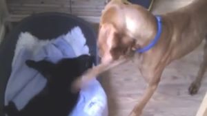 Tu cum reactionezi daca nu mai ai unde sa dormi? Razboiul caini-pisici dus la nivelul "Batalia pe pat"!
