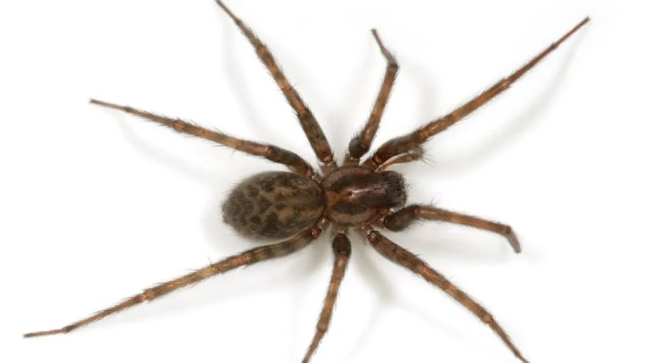 Norocoasă că a supravieţuit! Uite ce i-a putut face o simplă muşcătură de paianjen!