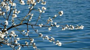 Prognoza meteo azi, 15 martie 2026: Sudul României, cea mai caldă regiune cu până la 14°C