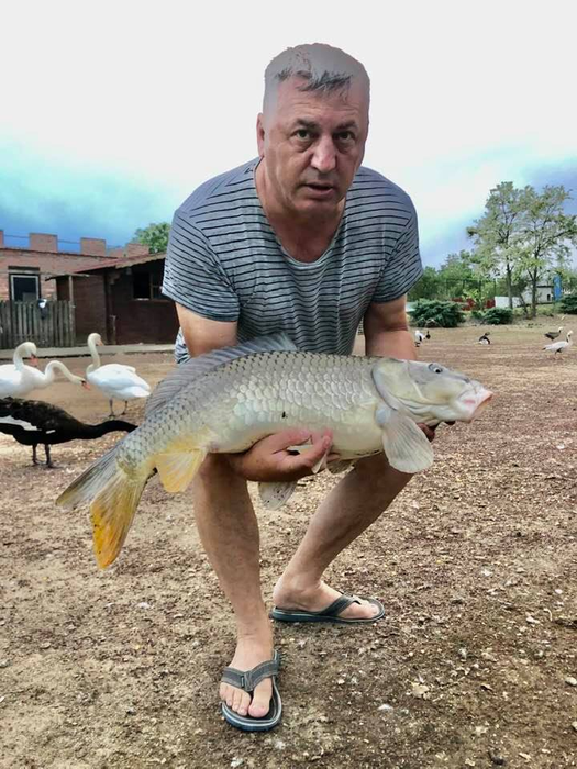 Executorul judecătoresc Claudiu Duică este stăpânul leului care apare în videoclipul lui Dani Mocanu