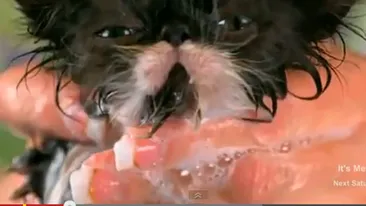 Oricât ai căuta nu o să găseşti imagini mai drăguţe ca astea! Puiuţul ăsta de pisică o să îţi topească inima! Uite-l la băiţă!