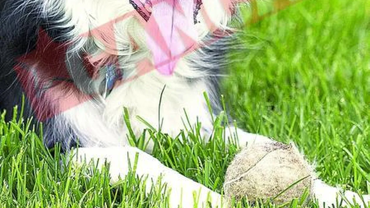 Criza financiara lasa si cainii pe drumuri