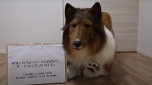 Să vezi și să nu crezi! Un japonez a cheltuit o avere ca să se transforme într-un câine