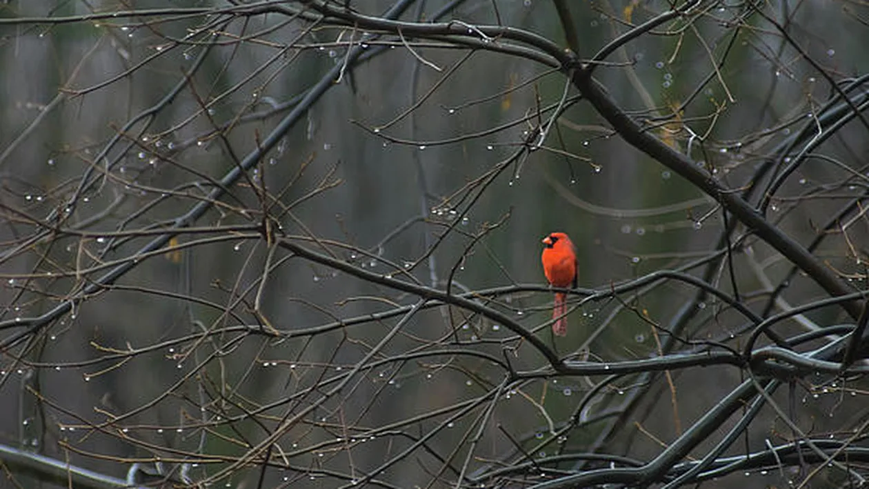 Vremea ne mai face o surpriză! Plăcută sau neplăcută, ce crezi? Află prognoza pentru următoarele două săptămâni!