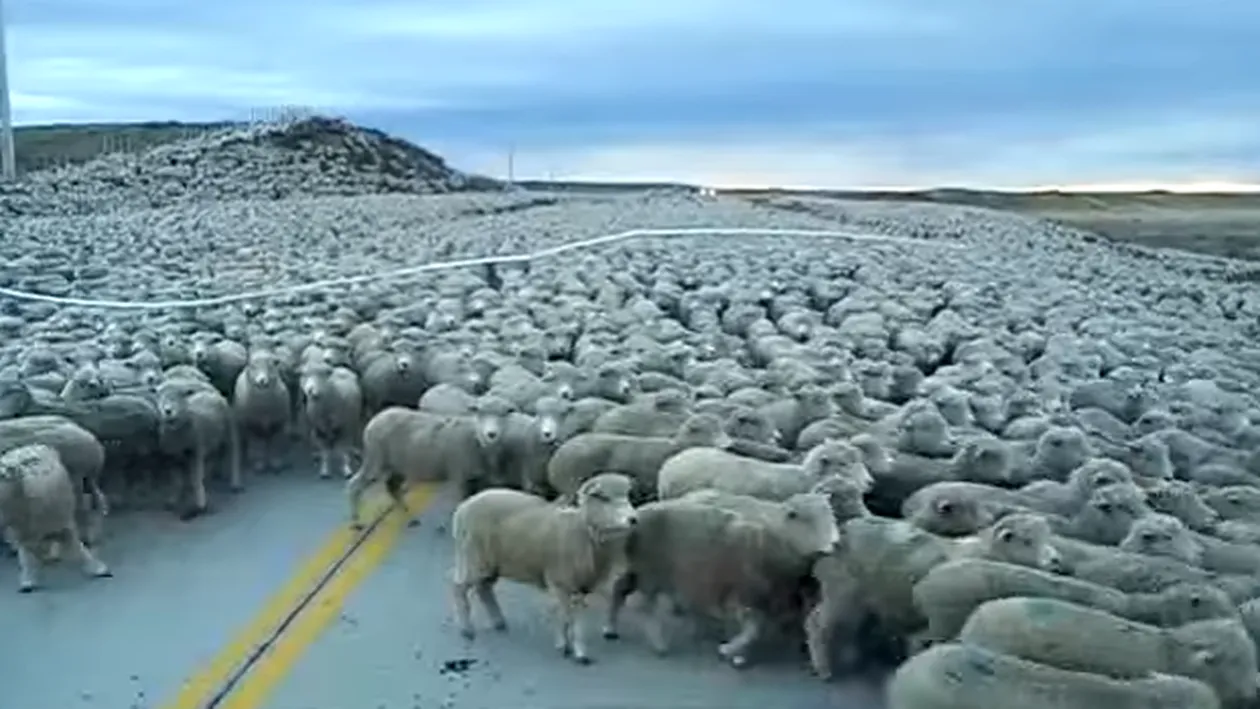 Autostrada Soarelui blocată pe o bandă, la Cernavodă, de ciobani care au trecut podul cu sute de oi