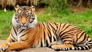 Ingrijitorul vinovat de evadarea tigrului de la Zoo din Sibiu a fost concediat!
