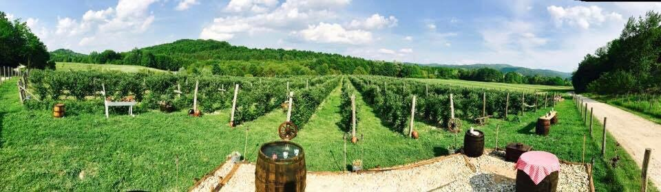 Plantația de fructe de pădure se întinde pe cinci hectare