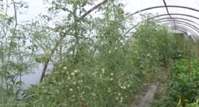 Galerie foto - poza 3