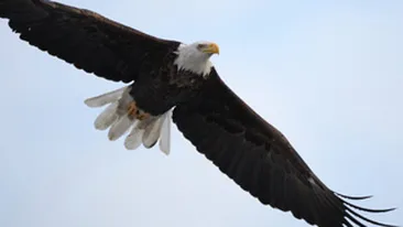 Un vultur suspectat ca actiona ca agent al Mossadului a fost capturat in Arabia Saudita