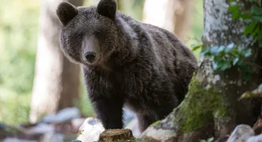 Ursoaica din Predeal care l-a rănit pe șeful Salvamont a fost împușcată. Ce s-a întâmplat apoi cu puii ei
