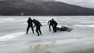 Imagini tulburătoare! Pompierii încearcă să salveze un cerb căzut într-un lac înghețat din Brașov! VIDEO
